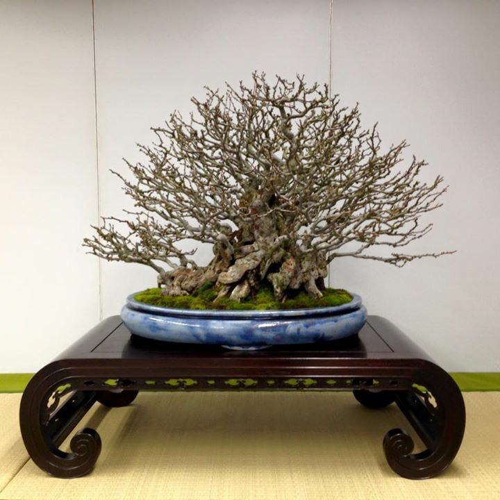 Shohin Bonsai Tree Book Heian Tofukuji The Best Of The Best 
